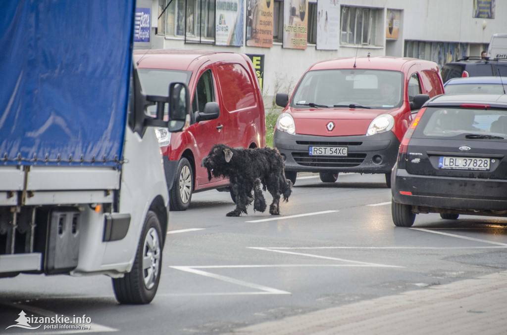 Ktoś porzucił chorego psa w centrum Niska