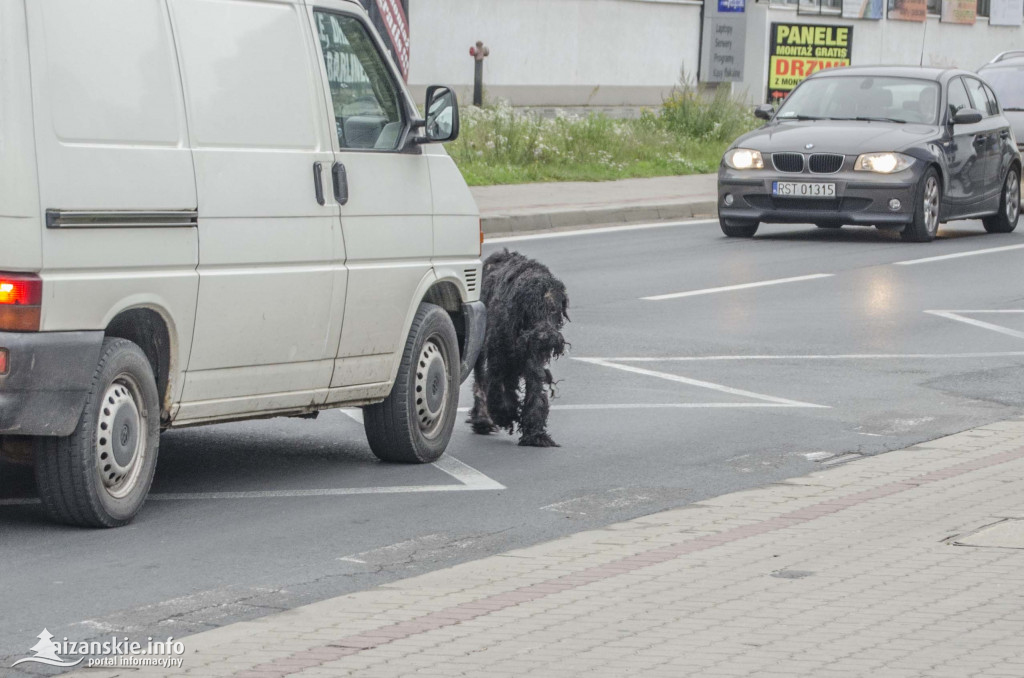 Ktoś porzucił chorego psa w centrum Niska