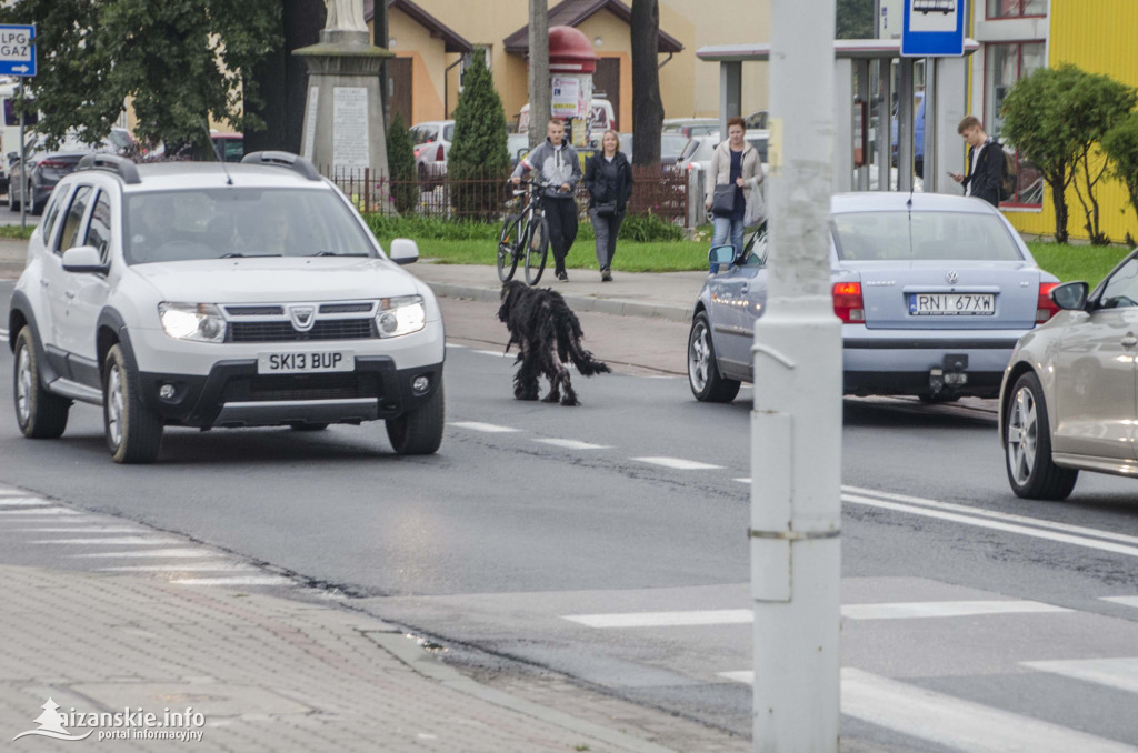 Ktoś porzucił chorego psa w centrum Niska