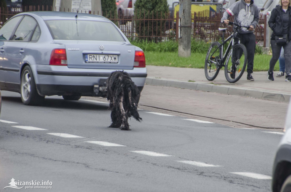 Ktoś porzucił chorego psa w centrum Niska