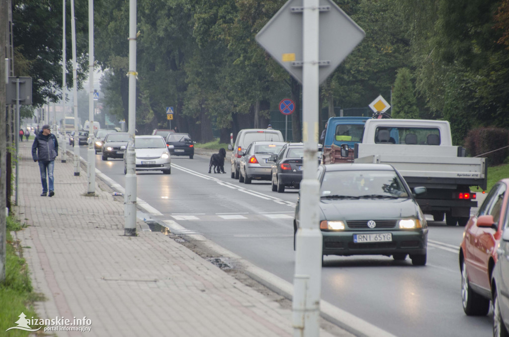 Ktoś porzucił chorego psa w centrum Niska