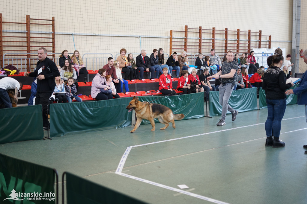 Wystawiono wiele pięknych psów