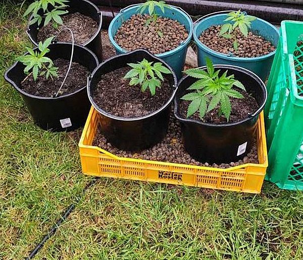 Zajęto 12 krzewów konopii oraz marihuanę-10572