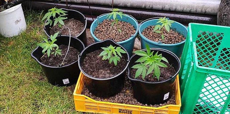 Zajęto 12 krzewów konopii oraz marihuanę - 10572