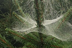 Kupujesz żywą choinkę na święta? Ten szczegół łatwo przeoczyć-11821